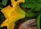 Zucchini Flower, photo by Panayiotis Moldovanidis