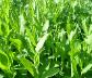Pea Shoots