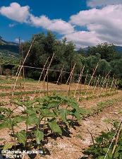 Organic Farming in Crete, Photo by Glenda Kapsalis