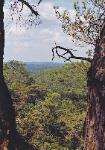 Dadia National Forest in Evros, Greece