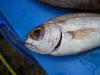 Balas Fish