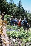 Carol Cox (Center) Research Garden