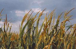 Corn Fields in Ormenio, Greece