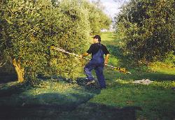 Yiorgos Harvesting Olives