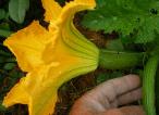 Kolokithaki (Zucchini) in Our Organic Garden