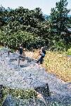 Margaret Lloyd, Ecology Action Intern, Demonstrating Double Digging Techniques