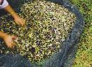 The Olive Harvest in Crete is part of Crete's Culinary Sanctuaries Winter Activities