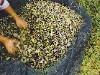 Olives in Net