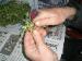 Panos cleaning Stamnagathi (it grows among sticker bushes and it's worth more than gold!)