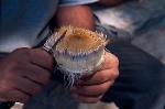 Peeling an Artichoke (photo by Glenda Kapsalis)
