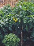 Peppers & Basil in the Organic Garden, Evros, Greece