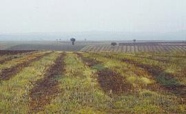 Wheat Fields in Ormenio, Greece
